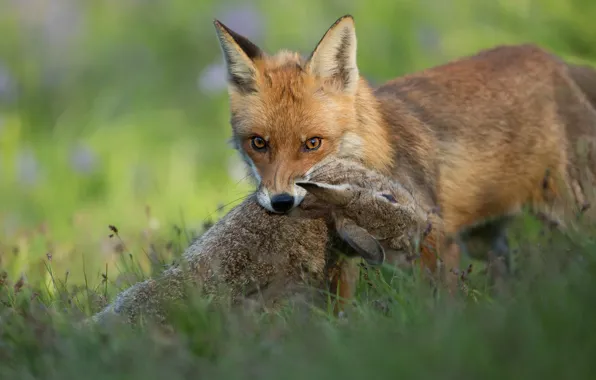 Grass, look, face, hare, Fox, hunting, mining, predator