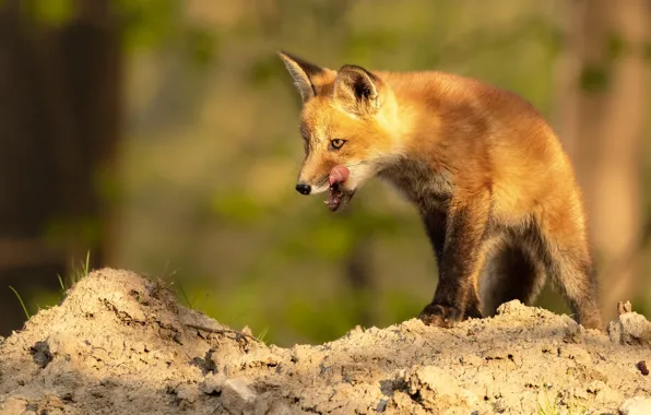 Language, light, pose, Fox, Fox, Fox