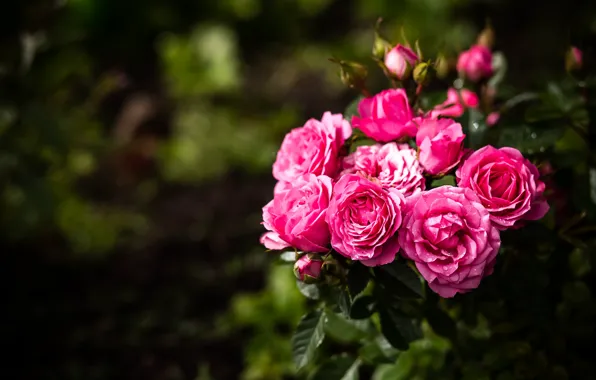 Picture macro, roses, the bushes, a lot