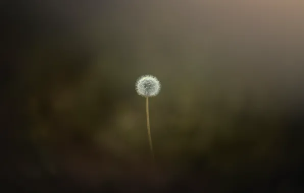 Picture nature, dandelion, minimalism