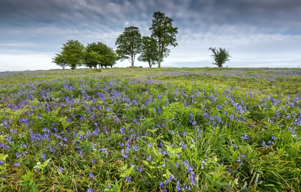 Picture field, summer, flowers, nature