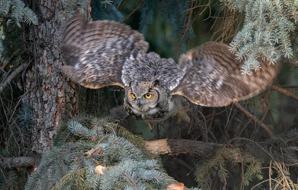Forest, flight, branches, movement, tree, owl, bird, needles
