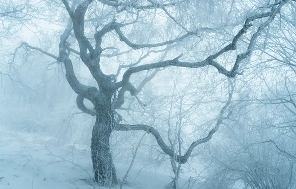 Winter, snow, tree, cold