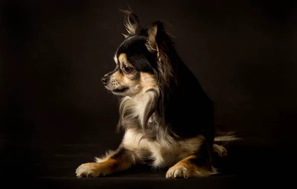 Picture dog, dog, the dark background