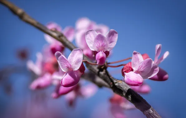The sky, flowers, blue, branch, spring, pink, flowering, blue background