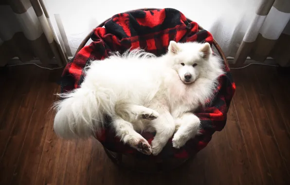 Look, pose, dog, face, Samoyed