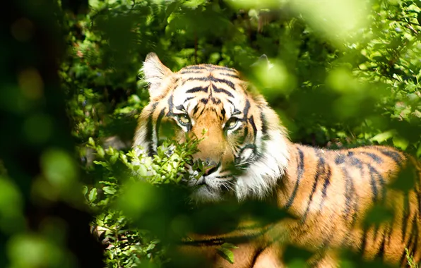 Look, predator, the Amur tiger