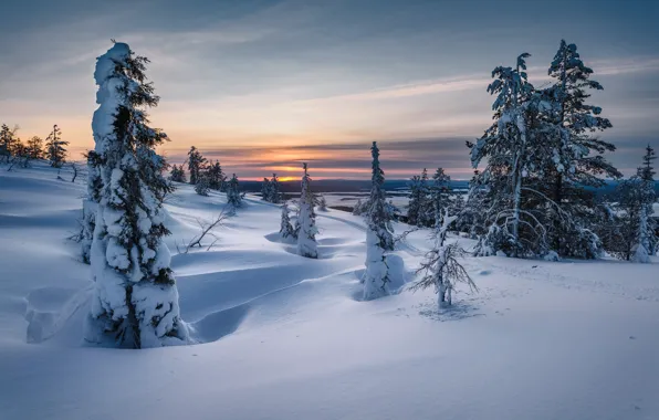 Picture winter, snow, trees, sunset, the snow, Russia, Murmansk oblast, Hair Hill