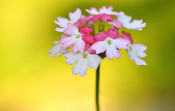 Picture flower, nature, plant, petals, exotic, inflorescence