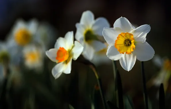 Macro, flowers, spring, white, daffodils