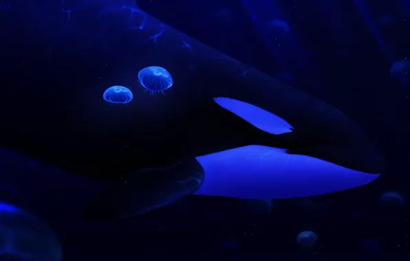 Sea, jellyfish, whale, by Ciorano