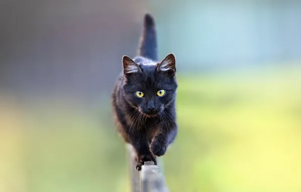 Picture blurred background, on the fence, black cat