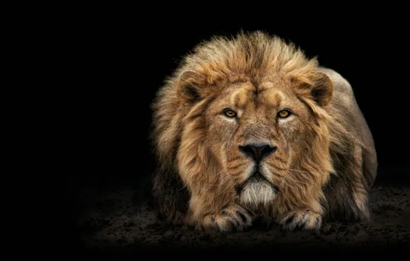 Picture look, mane, lies, stay, face, black background, Leo