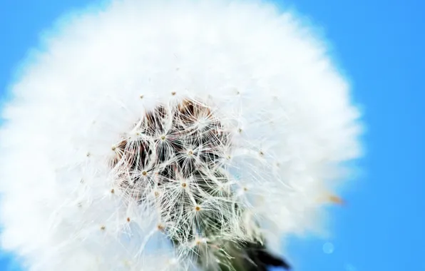 Picture dandelion, Clear, white and blue