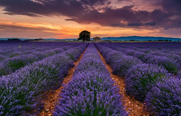 Field, summer, the sky, clouds, flowers, tree, France, lavender