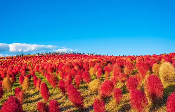 Field, the sky, people, Asia, shrubs, tourists, kohiya