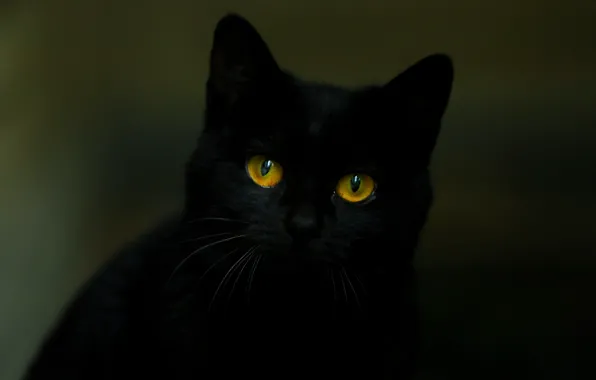 Picture Black, Look, Cat, Cat, Eyes, Ears