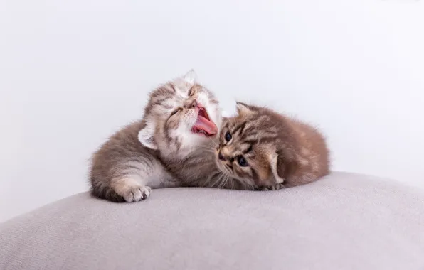Language, cats, small, kittens, fluffy, reed, seals, SIVET