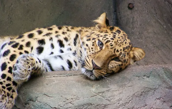 Look, stay, leopard, far East, spotted cat