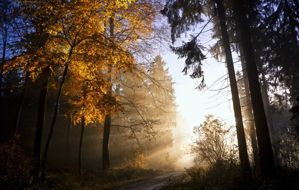 Autumn, leaves, light, nature, tree