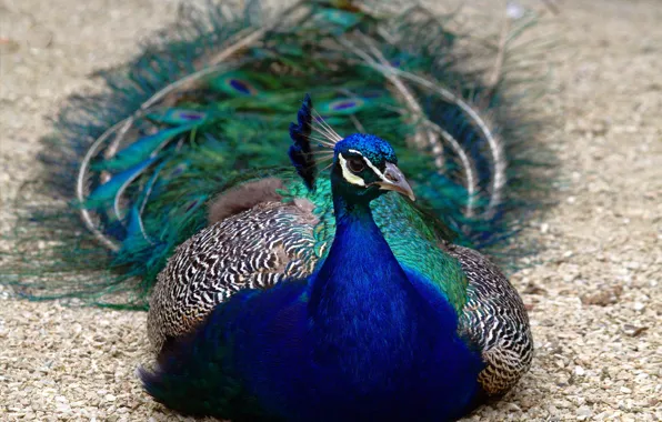 Picture nature, stay, bird, peacock