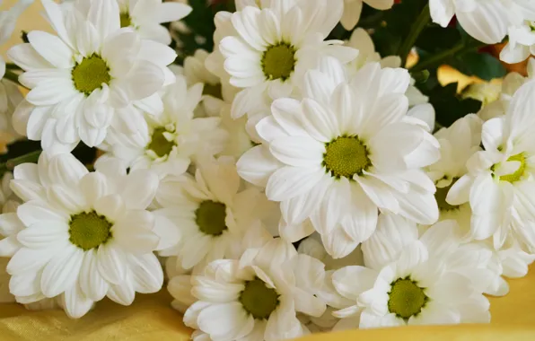 Flowers, chamomile, bouquet, silk, aroma, oaks