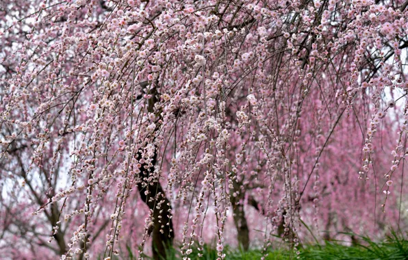 Picture nature, tree, beauty, spring, Sakura, flowering