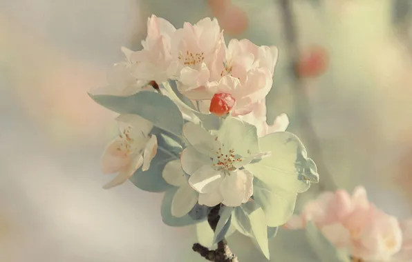 Flowers, texture, spring, Apple, flowering