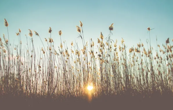 Picture the sky, grass, sunset, stems