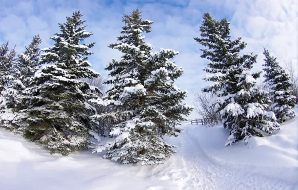 Winter, snow, trees, path, fence