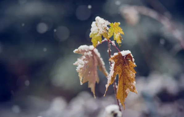 Cold, winter, leaves, color, macro, snow, branch