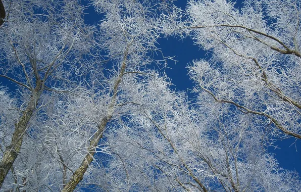 Picture winter, frost, the sky, trees, branches
