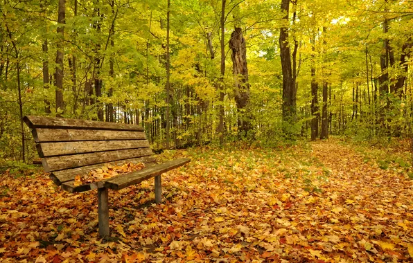 Autumn, Park, bench