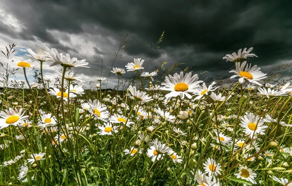 Picture clouds, chamomile, meadow