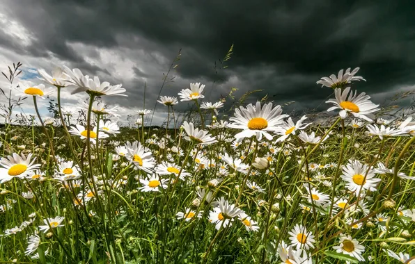 Clouds, chamomile, meadow