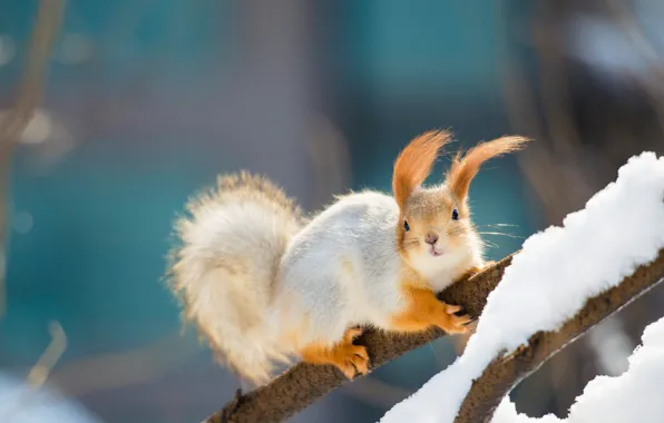 Winter, snow, branches, protein, blue background, brush