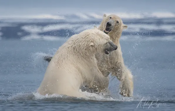 Sea, fight, showdown, Polar bears, sparing, Polar bears