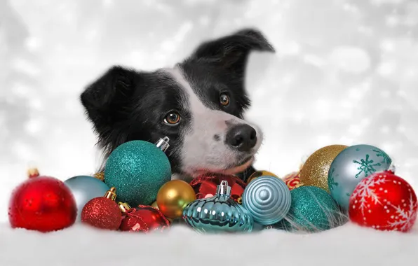 Face, decoration, background, balls, toys, dog, Christmas, New year