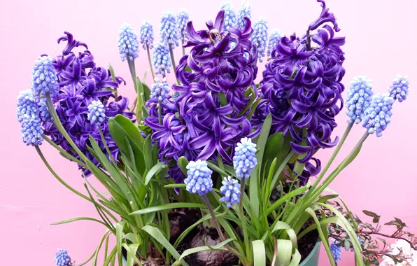 Picture purple, bouquet, flower, Hyacinth