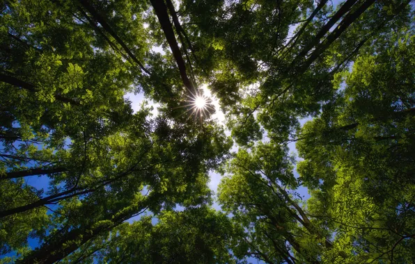 Greens, trees, crown