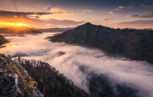 Forest, the sky, the sun, clouds, rays, mountains, fog, rocks