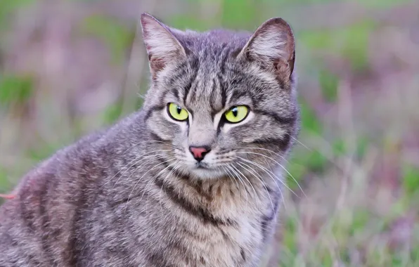 Cat, look, face, background