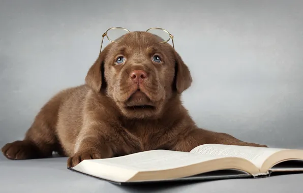 Picture each, dog, glasses, book, Labrador