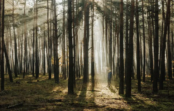 Autumn, forest, the sun, rays, light, trees, branches, fog