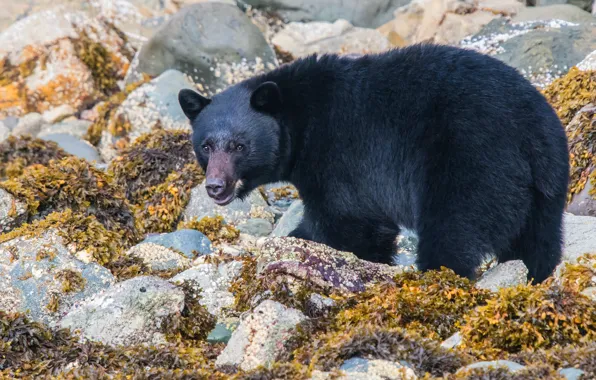 Look, leaves, stones, shore, black, bear, bear, walk