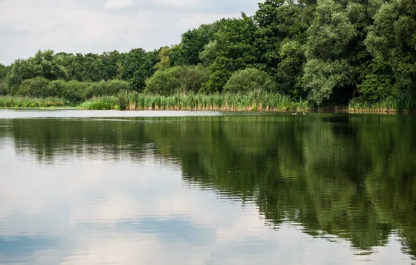 Picture forest, nature, lake, Nature, trees, lake