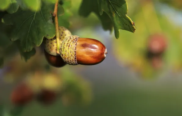 Nature, tree, Autumn, Foliage, oak, Acorns