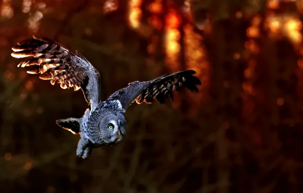 Picture owl, bird, flight