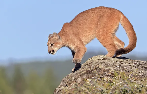 The sky, rocks, Puma, young, readiness, gary samples рhotography