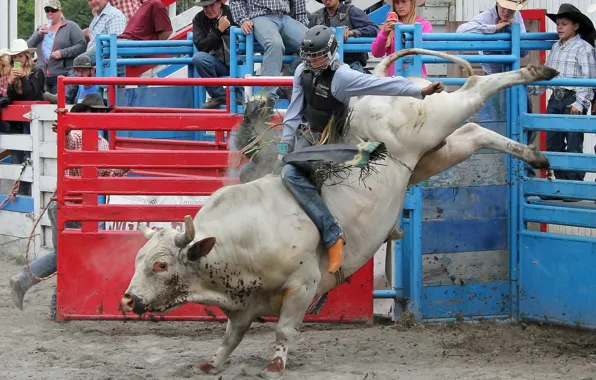 Picture sport, bull, Small town rodeo